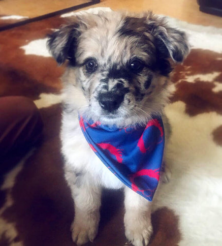 Fishman Bernie Sanders Bandana  (regular bernie donuts)