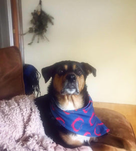 Fishman Bernie Sanders Bandana (large bernie donuts)